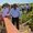 Photo 3 - Inauguration - Plateforme d'observation - Petite Saline Sud